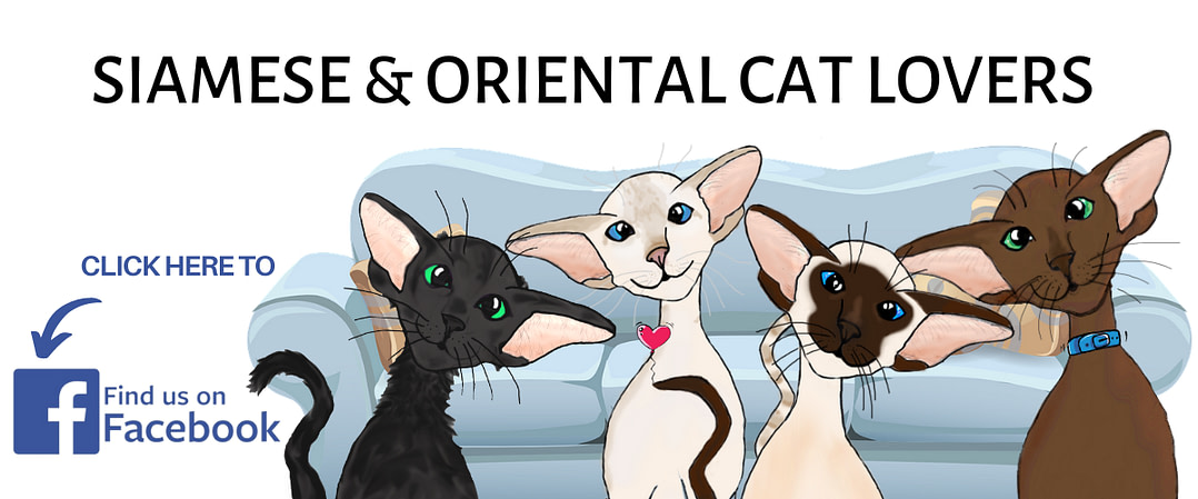 Join us on Facebook Siamese and Oriental Cat Lovers