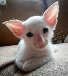 making cats pedigrees making cats pedigrees