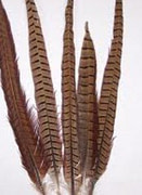 feathers Cats Play With Feathers