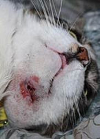 abscess in cats