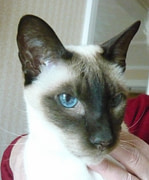 Siamese cat is losing his sight