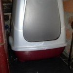 Training Your Cat to Use the Litter Tray