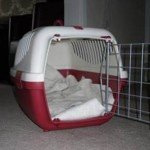 Keeping Your Cat Carrier Clean