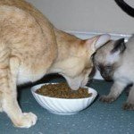 Feeding Your Cat