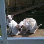 cat run shelves cat run shelves