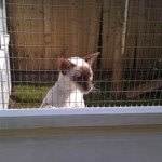 cat sneeze barriers cat sneeze barriers