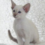 siamese-kitten siamese kitten