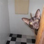 Top Cat Care Tips