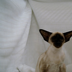 Tortie Point Siamese