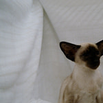 Seal Tortie Point Kitten