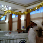 Chocolate Tortie Point Siamese Kitten