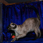 Seal Tortie Point Siamese