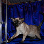 Seal Tortie Point Siamese Cat
