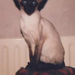 Ch Subairn Ziperdidoo