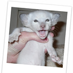 Chocolate Point Kitten Three Weeks Old