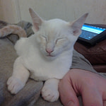 Cream Point Siamese Kitten