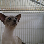 Blue Point Siamese Kitten
