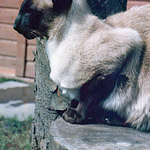 Gr Ch Caliganza Keylargo