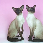 Gr Ch Sinfonia Valentina and her brother Gr Ch Sinfonia Monteverdi