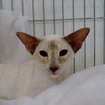 Caramel Tortie Point Siamese