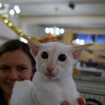 Red Point Siamese Kitten