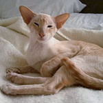 Apricot Point Siamese Cat