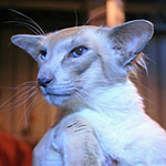 Caramel Point Balinese Cat