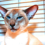 Caramel Point Siamese Cat