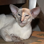 Caramel Tortie Point Siamese Cat