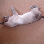Blue Point Siamese Cat