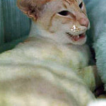 Gr Ch Pendenna Red Rocky