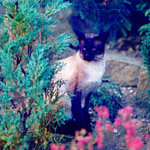 Gr Ch Shermese Stringalong