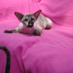 Imp Gr Ch Drestothril Dancelot