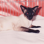 Gr Ch Lovinamist Limelight