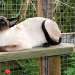 siamese cat genetics