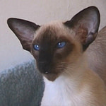 UK Gr Ch Furryface Darcy