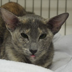 Ch Barbecco Blue-Jeans