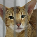 Ch Shermese Daisy-Chain