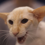Red Point Siamese Cat