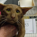 Gr Ch Shermese Kudos