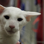 Gr Pr Shantai Samuraiboy