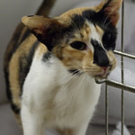 Kassalic Destinyintheskye