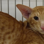 Kimelpha Freddyredspots