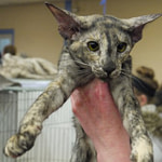 Kimelpha Haramika Noisette