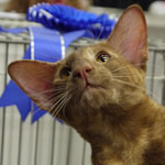 Kimelpha Shermese Shakiera