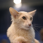 Oriental Longhair Cat