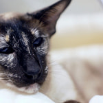 Seal Tortie Point Siamese