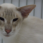 UK & Imp Gr Pr Mafdet Macarthur