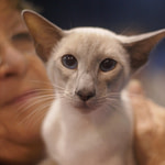 Lilac Point Siamese Cat