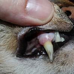 Checking Cats Teeth